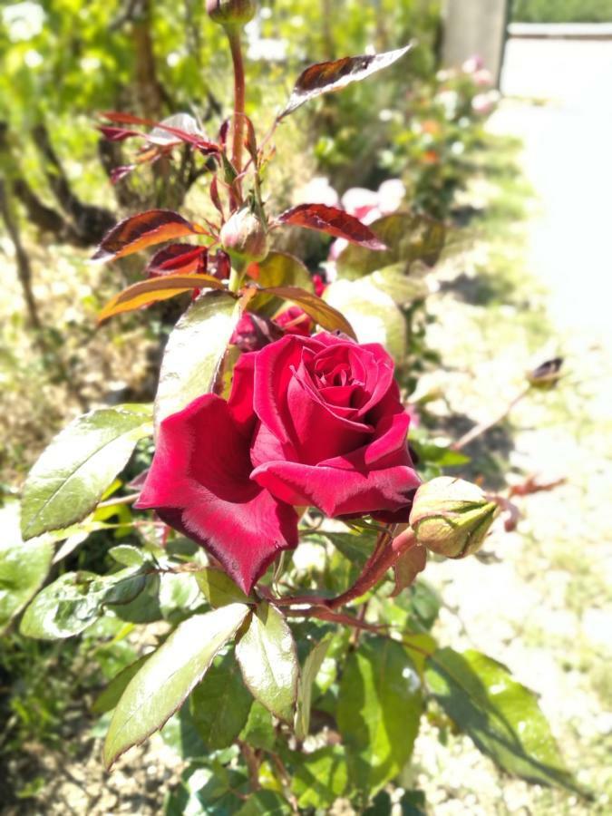 サミ Rosegardenヴィラ エクステリア 写真