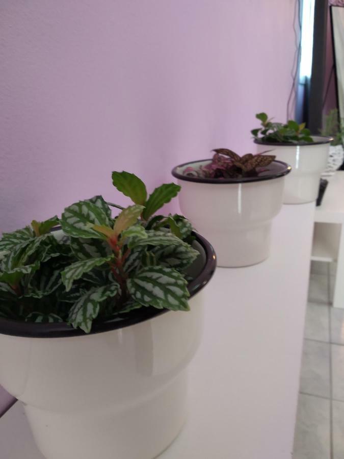 サミ Rosegardenヴィラ エクステリア 写真